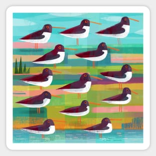 Oystercatchers Sticker